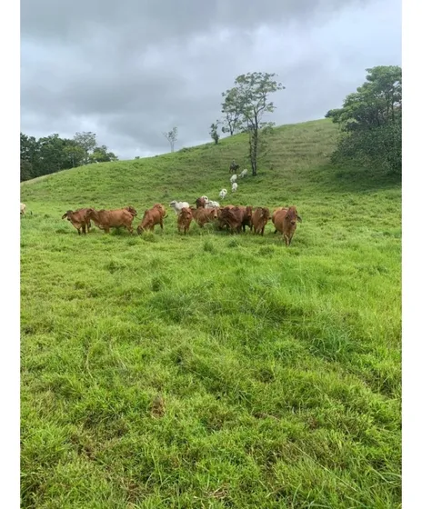Vendo Finca Ganadera 350 Has Por Los Lados De Puerto Boyaca
