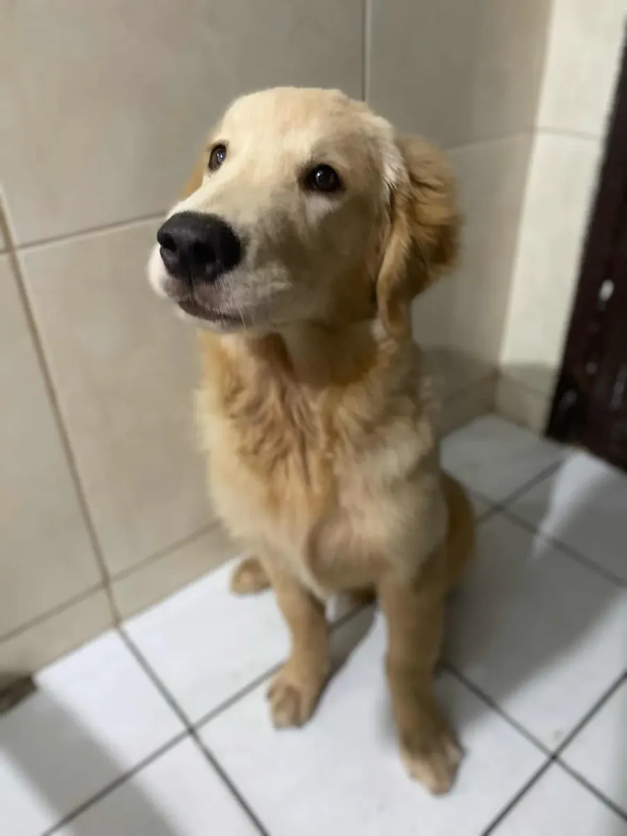 Golden Retriever401919652796846082