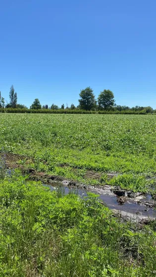 Rebajada!  Parcela Agrícola De 22.500 M² Lista Para Sembrar