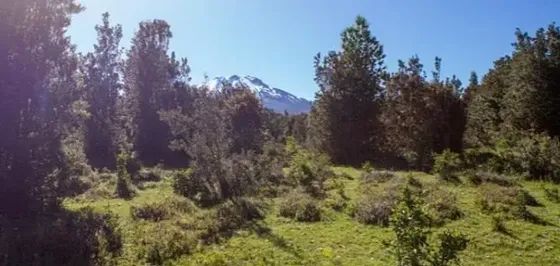 Agrícola En Venta En Puerto Varas