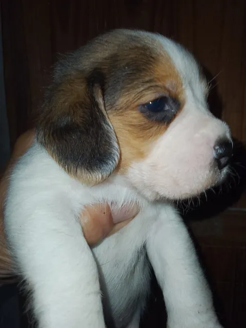 Cachorros Beagle De 1 Mes
