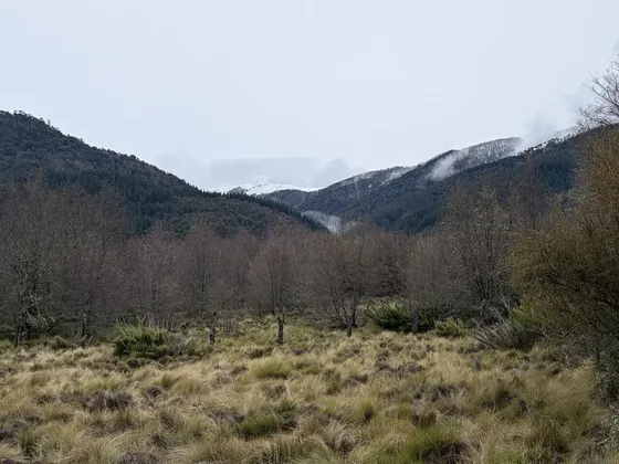 Venta Parcela 5000 M2 Malalcahuello