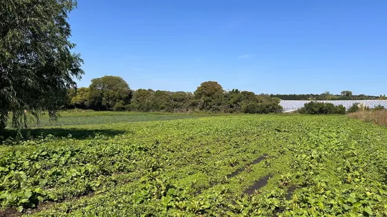 Campo En