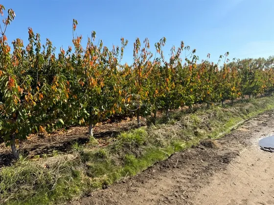 Agrícola En Venta En Graneros