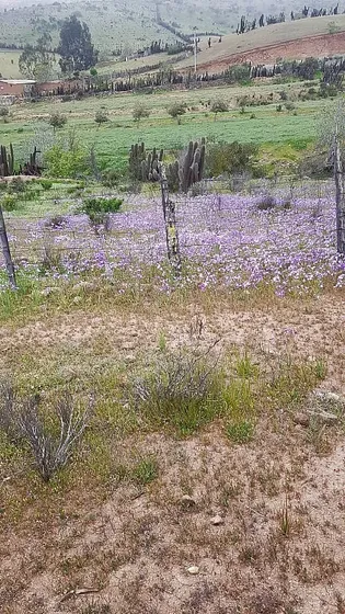 Parcela En Localidad De Carquindaño,coquimbo