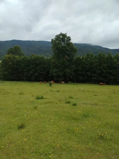 Propiedad En Venta Entre Licanray Y Panguipulli