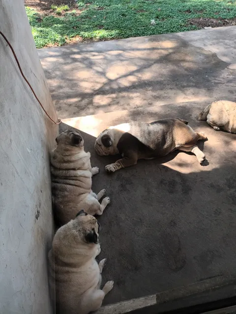 Guarderia Pensionado Canino