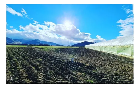 Arriendo 6 Ha Año Agrícola En Lampa