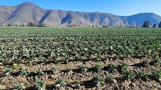 Agrícola En Venta En Machalí