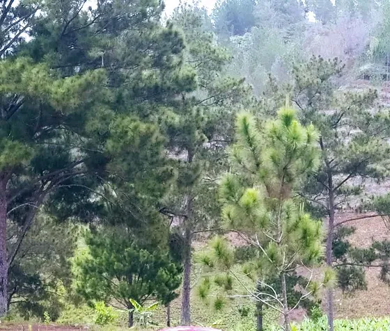 Finca 12 Mil Tareas Villa Vázquez Monte Cristi
