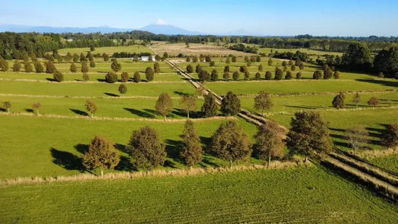 Venta De Campo De 53 Hectáreas En Puyehue  Ideal Ganadería