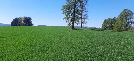 Se Vende Predio Agrícola Y Ganadero De 40 Hectáreas En Futro