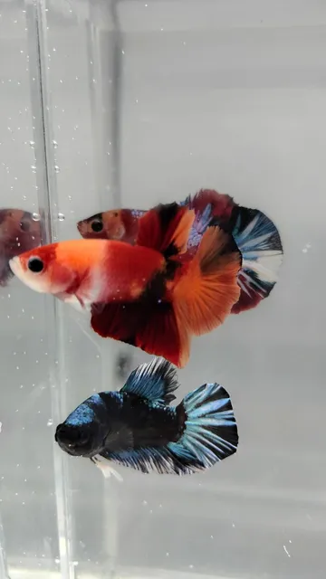 Bettas De Linhagem 