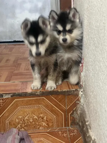 Cachorros En Venta