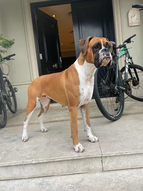 Servicio Hermosa Boxer Busca Novio