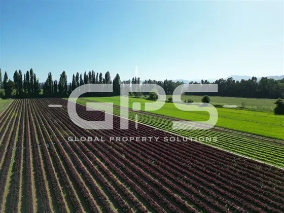 Venta Colbun / 42,5 Ha