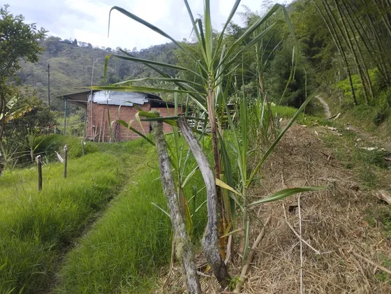 Finca En Granada Antioquia A Dos Kilometros Del Pueblo.