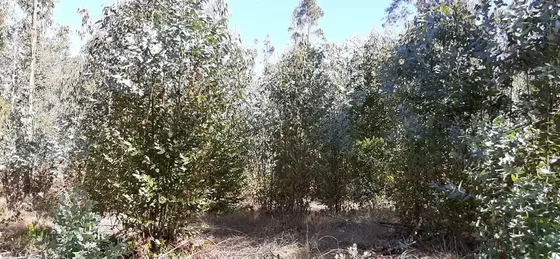Parcela En Venta En Casablanca