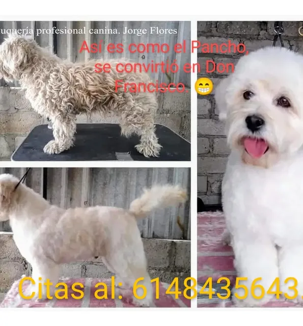 Clases De Estética Canina Y Adiestramiento.