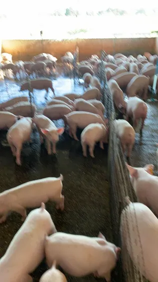 Finca De 57 Hectáreas Planas Empastada En Tinaco, Via El Pao