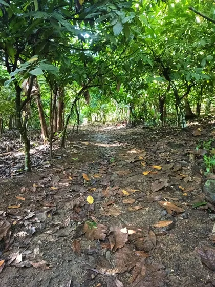 Vendo Una Finquita Cuenta Con 11,646.10 M2 Ubicación, Km 43 De La Auto Vía Que Conduce A Samaná A 5 Minutos Del Salto Socoa, Llena De Diferentes Frutos Y Árboles Maderables