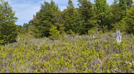 Se Vende Por Apuro Parcela En Ancud, Chiloé