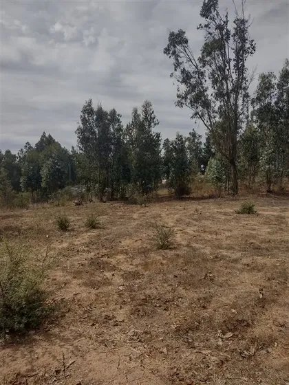 Oportunidad Parcelas Cercadas Con Agua Luz. Cerca Melipilla