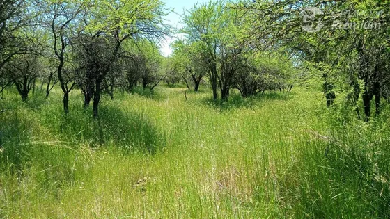 Parcela En Venta En Cauquenes