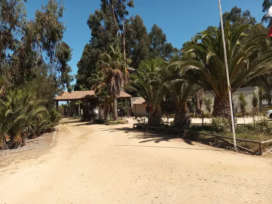 Parcela Las Forestas De Zapallar.  (80867)