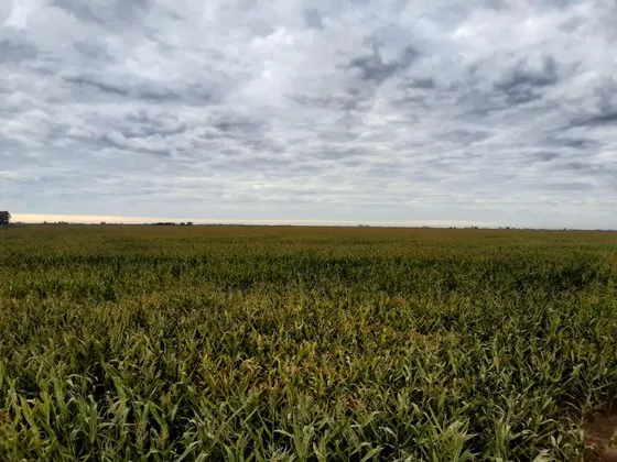 Campo - San Jorge