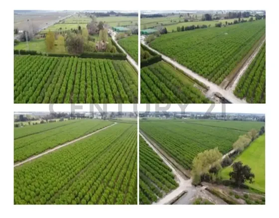 Venta Fundo Producción De Avellanos, Molina Vii Región