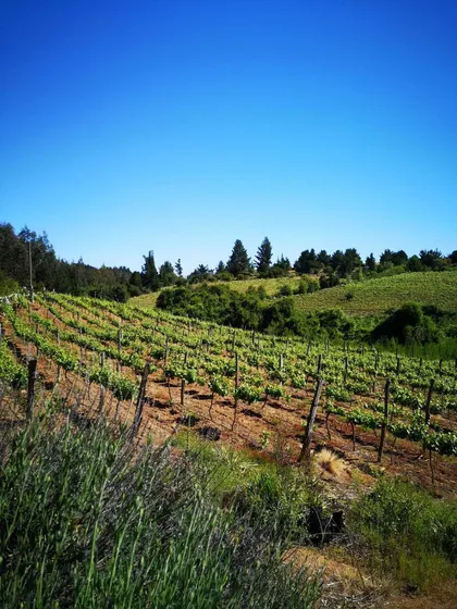 Terreno Agricola/viña Venta (114193)