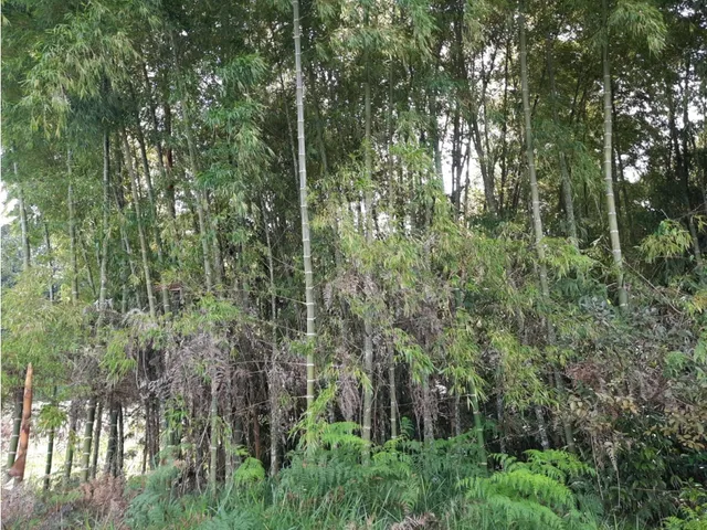 Lote En Venta Vereda Estrella Nueva Municipio De Jericó