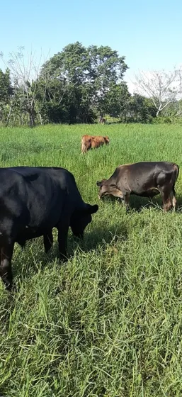Finca Ganadera En Hatillo Monte Plata De 100 Tareas Acepto Permuta De Casa 4 Millones Santo Domingo Este Vendo La Mitad 