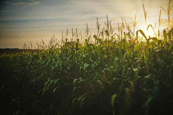 Campos De 30 Has 100% Agrícola En Pueblo Muñoz