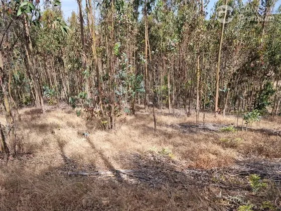 Venta De Parcela En Bucalemu - Santo Domingo