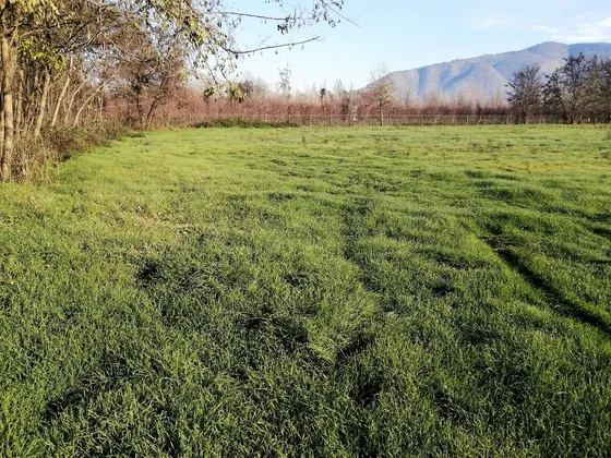 Hermosas Parcelas Planas 5.000 M2, Sector Abrantes, Paine,rm