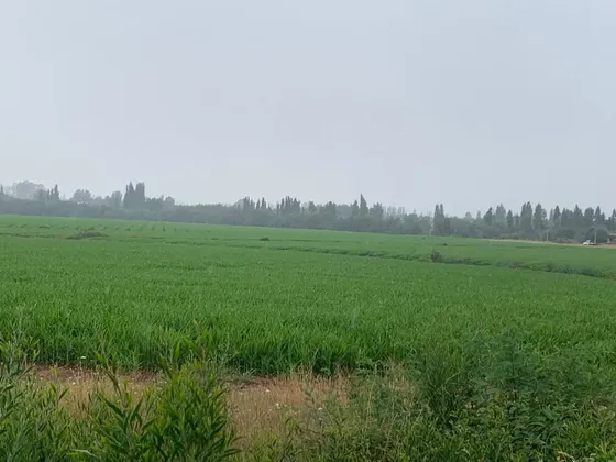 Fundo Agrícola Parral, Catillo