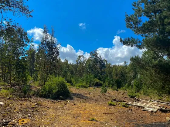 Venta De Parcelas En Pelluhue Sector La Vega