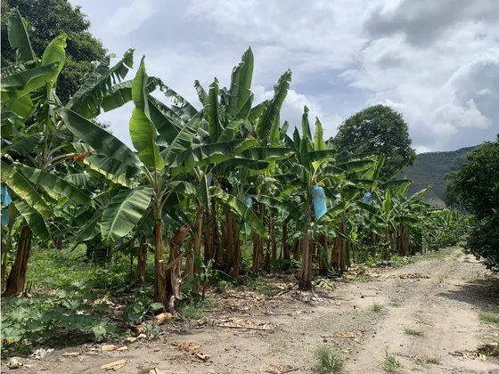 Venta Finca Via Rio Verde - 16.8 Cuadras