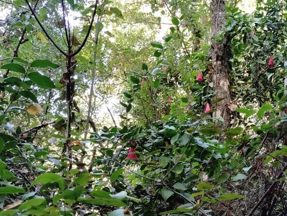 Oportunidad! Sitio En Venta En Florida, San Nicolás