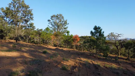 Terrenos Campestres A 30 Min De Tapalpa