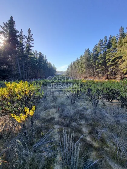 Oportunidad De Inversión: Gran Terreno En Los Pinos