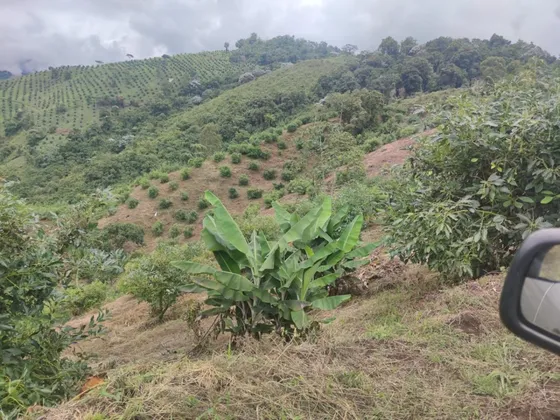 Vendo Finca De 45 Hectares O 71 Cuadras Sembradas En Aguacate Hass En Genova Quindio
