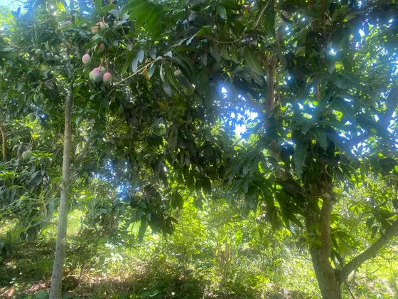 Lote Terreno No 2 - Anapoima, Colombia - Finca Para Agricultura