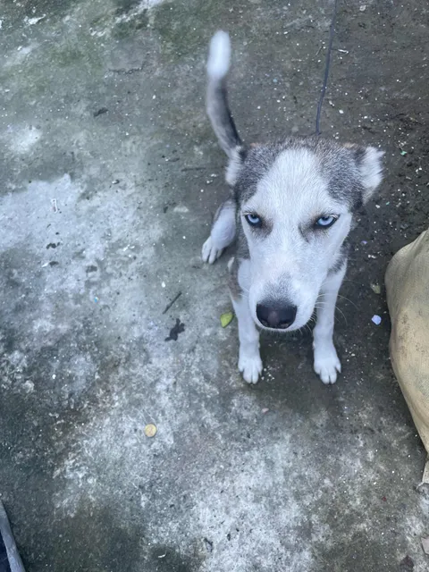 Perra Husky