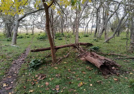 Campo En Venta En Magdalena - 29 Hectáreas Agrícolas