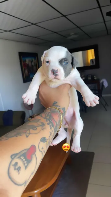 200$  Negociable Pitbull Blue Hembra