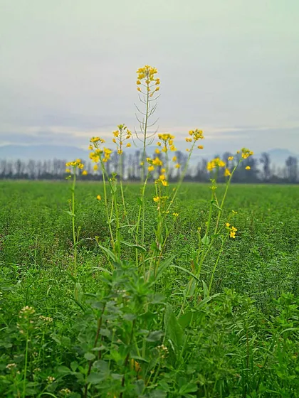 La Tranquilidad Del Campo A Un Bajo Costo (63183)