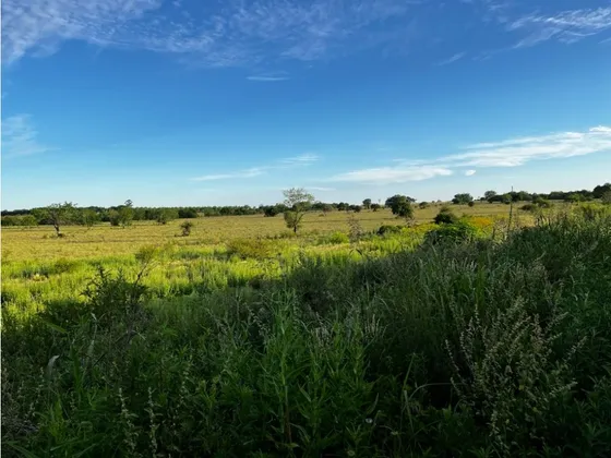 Vendo Campo 24 Has En Autovía 14 Concepción Del Uruguay Entre Ríos